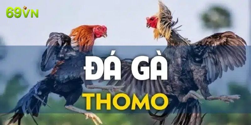 Đá gà thomo 69VN ảnh đại diện