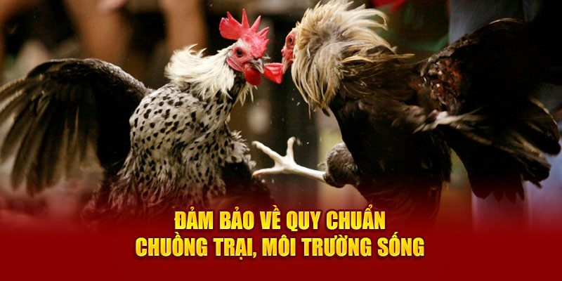 Đảm bảo môi trường sống cho gà đá